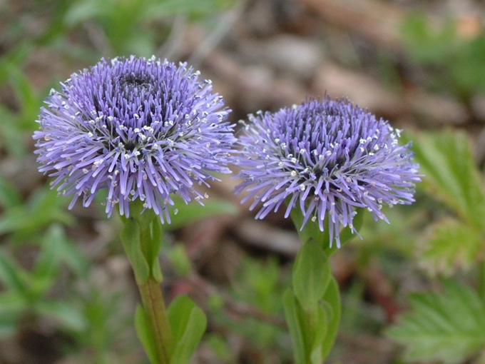 Globularia bisnagarica (=Globularia punctata) / Vedovelle dei prati